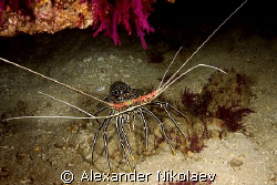 Omani lobster. by Alexander Nikolaev 